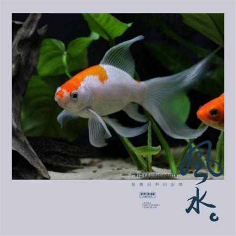 水族箱風水|養魚風水指南：位置高度與飼養條數大公開 